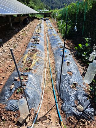 정자형님의 배추 · 영농일지 작성글 사진