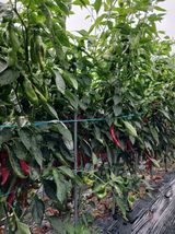 팜모닝 고추·영농일지 게시글 이미지