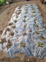 팜모닝 배추·영농일지 게시글 이미지