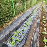 팜모닝 벼·영농일지 게시글 이미지