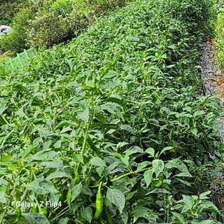 맹태임님의 벼 · 영농일지 작성글 사진