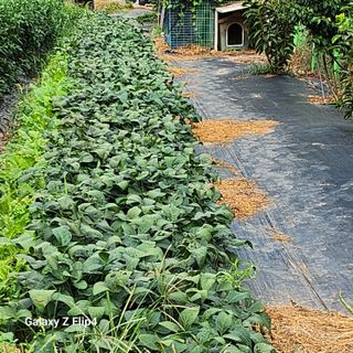 맹태임님의 벼 · 영농일지 작성글 사진