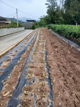 김성구님의 배추 · 영농일지 작성글 사진