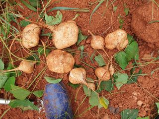 마바리63님의 감자 · 영농일지 작성글 사진