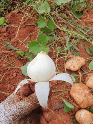 마바리63님의 감자 · 영농일지 작성글 사진