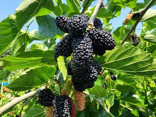 흰돌농원님의 기타작물 · 영농일지 작성글 사진