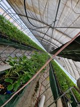 팜모닝 딸기·영농일지 게시글 이미지