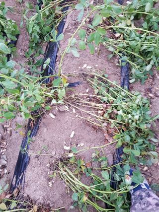 이화수님의 기타작물 · 영농일지 작성글 사진