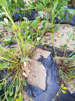 이화수님의 기타작물 · 영농일지 작성글 사진