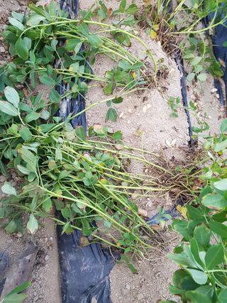 이화수님의 기타작물 · 영농일지 작성글 사진