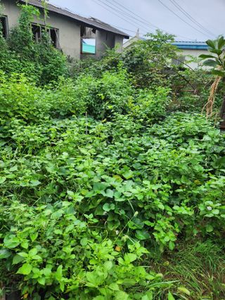 토다리 토종님의 고구마 · 영농일지 작성글 사진