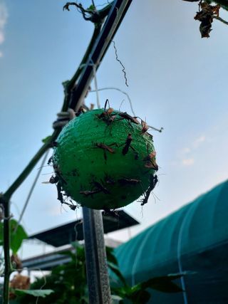 몽자아빠님의 콩 · 영농일지 작성글 사진