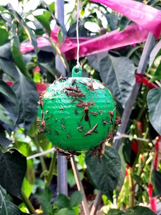 몽자아빠님의 콩 · 영농일지 작성글 사진