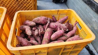 김찬경님의 고구마 · 영농일지 작성글 사진