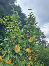 팜모닝 배·영농일지 게시글 이미지