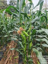 팜모닝 옥수수·영농일지 게시글 이미지