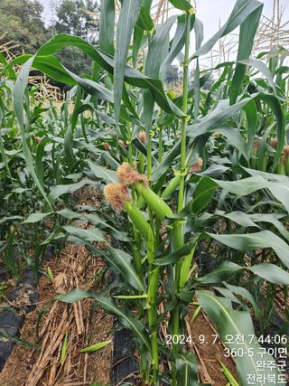 약도라지6018님의 옥수수 · 영농일지 작성글 사진