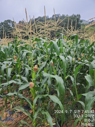약도라지6018님의 옥수수 · 영농일지 작성글 사진