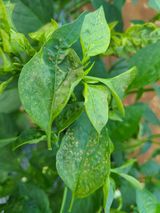 팜모닝 고추·병해충상담 게시글 이미지