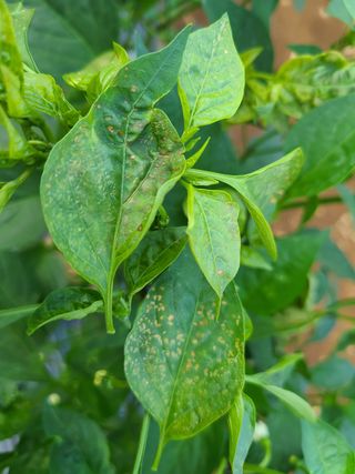 심관흠님의 고추 · 병해충상담 작성글 사진