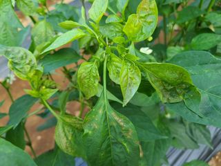 심관흠님의 고추 · 병해충상담 작성글 사진