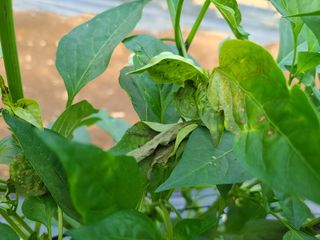 심관흠님의 고추 · 병해충상담 작성글 사진