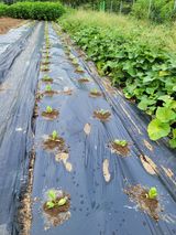 팜모닝 배추·영농일지 게시글 이미지