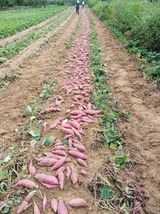 팜모닝 고구마·영농일지 게시글 이미지