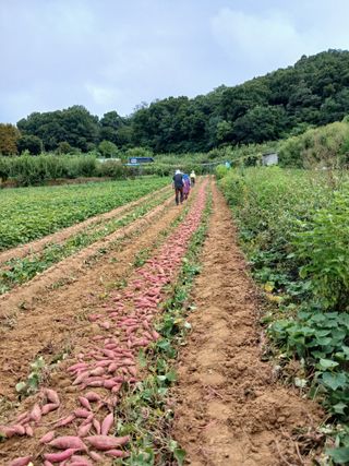 꿀고구마오수정님의 고구마 · 영농일지 작성글 사진