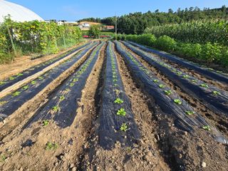 홍성덕님의 배추 · 영농일지 작성글 사진