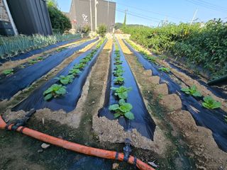 홍성덕님의 배추 · 영농일지 작성글 사진