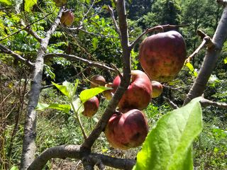 솔바람 님의 사과 · 영농일지 작성글 사진