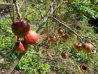 솔바람 님의 사과 · 영농일지 작성글 사진