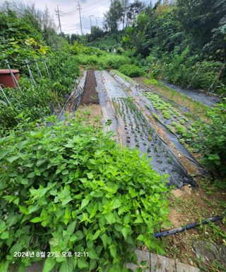 자유인1님의 고추 · 영농일지 작성글 사진