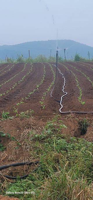 양파링님의 배추 · 영농일지 작성글 사진