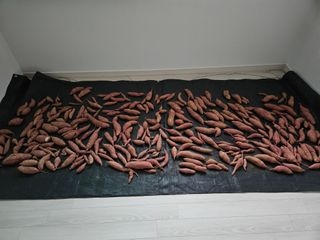 김홍환님의 고구마 · 자유게시판 작성글 사진