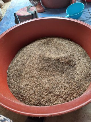 백봉2리밭농사곡식님의 참깨 · 영농일지 작성글 사진