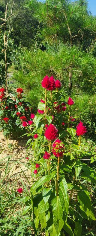 샘골농장 마음만청춘님의 자유주제 · 자유게시판 작성글 사진