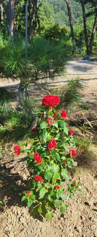 샘골농장 마음만청춘님의 자유주제 · 자유게시판 작성글 사진