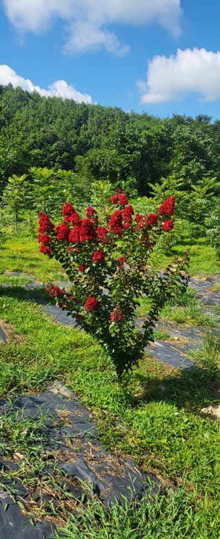 샘골농장 마음만청춘님의 자유주제 · 자유게시판 작성글 사진
