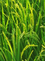 팜모닝 벼·영농일지 게시글 이미지