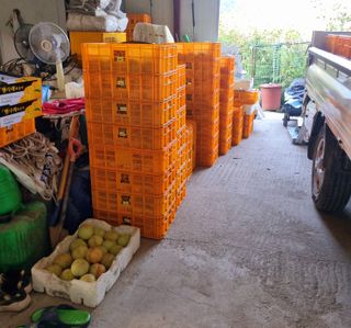 햇사레맨(이용삼)님의 복숭아 · 영농일지 작성글 사진