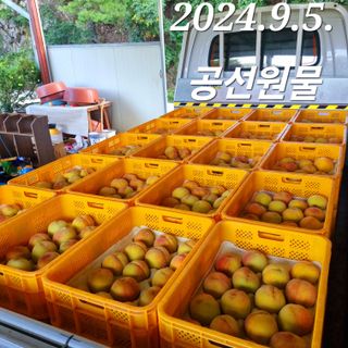 햇사레맨(이용삼)님의 복숭아 · 영농일지 작성글 사진