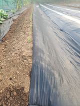 팜모닝 파·영농일지 게시글 이미지