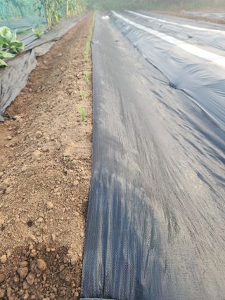 이제윤님의 파 · 영농일지 작성글 사진