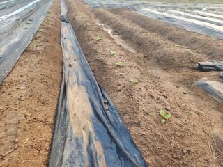 이제윤님의 배추 · 영농일지 작성글 사진