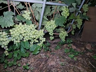 정원대추농원님의 기타작물 · 영농일지 작성글 사진