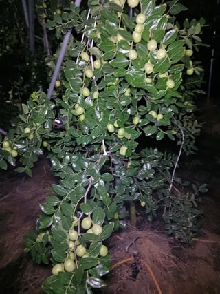 정원대추농원님의 기타작물 · 영농일지 작성글 사진