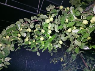 정원대추농원님의 기타작물 · 영농일지 작성글 사진