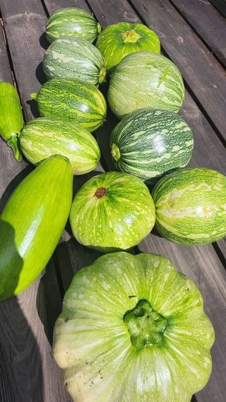 나팔농부김흥우님의 고구마 · 영농일지 작성글 사진